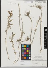 Foto von Salix triandra subsp. amygdalina (L.) Schübl. & G. Martens